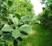 EL SECTOR YERBATERO MANTIENE SU VOLUMEN DE PRODUCCIÓN